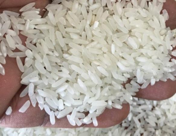 بررسی ویژگی خشک بودن برنج