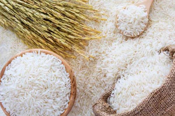 معرفی برنج طارم