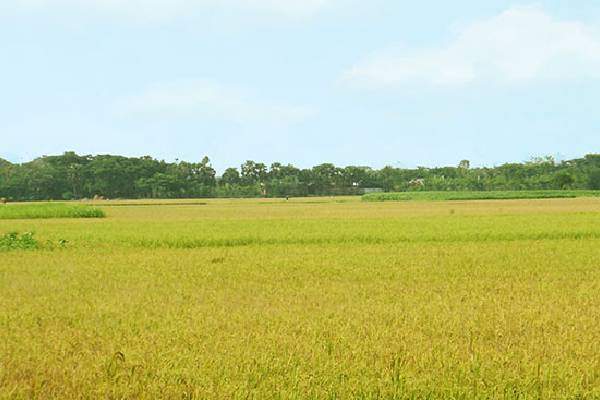 شرایط کشاورزی و تغییرات در تعرفه برنج نیم دانه طارم