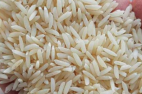 کاشت برنج طارم در مناطق شمالی ایران