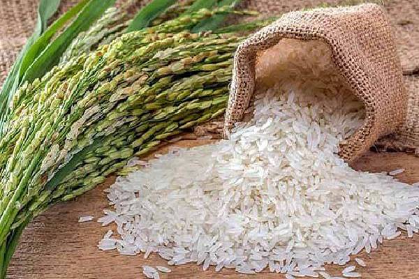 مزایای کشت اول برنج طارم فریدون کنار برای کشاورزان