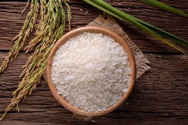 نقش کشت اول در تولید برنج با کیفیت و باارزش در فرایند کشاورزی