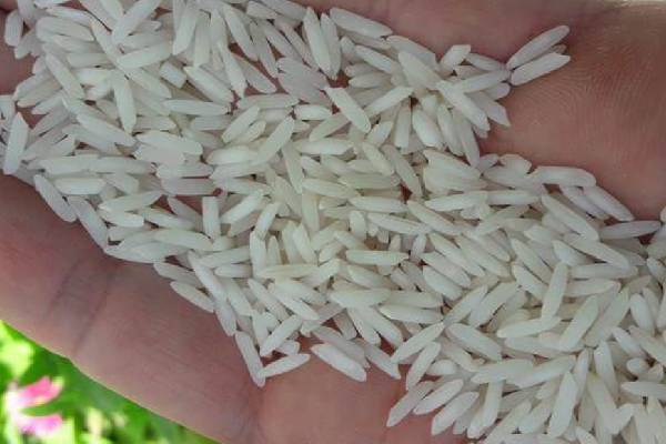 شکل و اندازه دانه