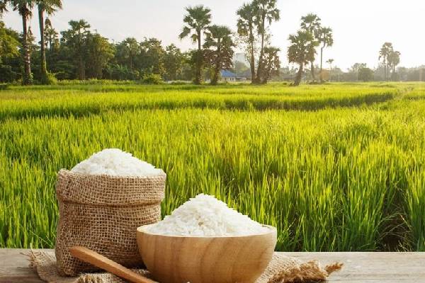 قیمت برنج طارم هاشمی