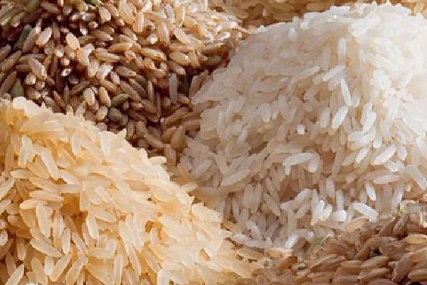 خرید عمده برنج فجر