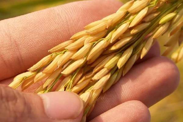 منشأ و کشت برنج خزر