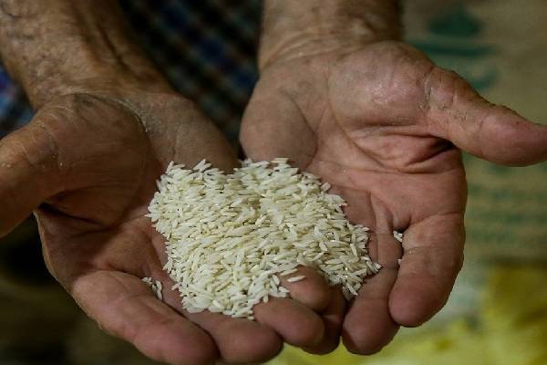 پویایی بازار برنج فجر اعلا